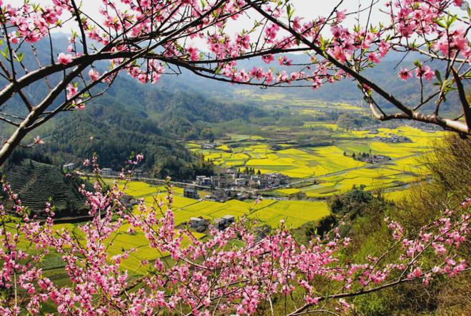 茶香醉人紫阳富硒茶(紫阳富硒绿茶价格)-硒宝网