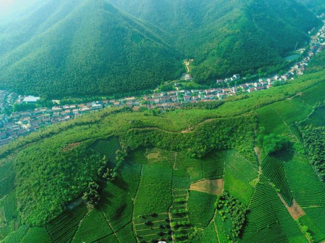 茶香醉人紫阳富硒茶(紫阳富硒绿茶价格)-硒宝网