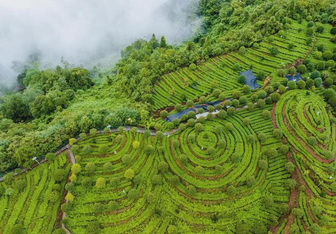 茶香醉人紫阳富硒茶(紫阳富硒绿茶价格)-硒宝网
