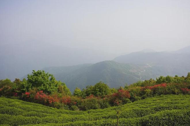 茶香醉人紫阳富硒茶(紫阳富硒绿茶价格)-硒宝网