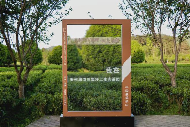 茶香醉人紫阳富硒茶(紫阳富硒绿茶价格)-硒宝网