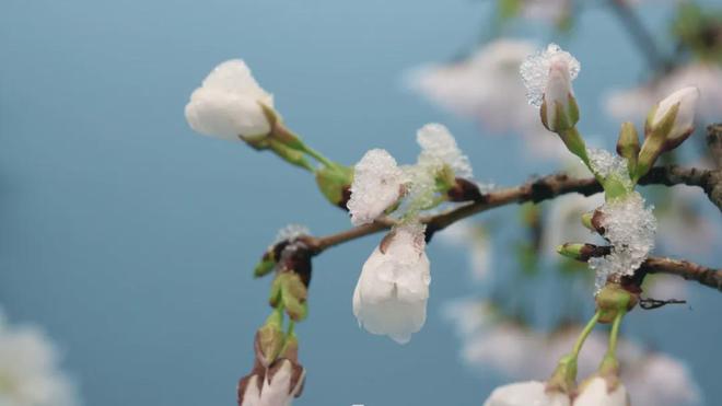 茶香醉人紫阳富硒茶(紫阳富硒绿茶价格)-硒宝网
