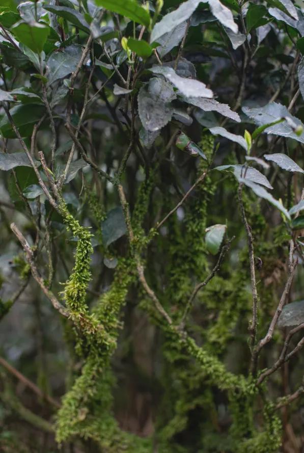 茶香醉人紫阳富硒茶(紫阳富硒绿茶价格)-硒宝网