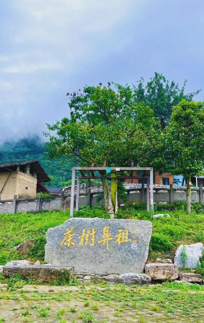 茶香醉人紫阳富硒茶(紫阳富硒绿茶价格)-硒宝网