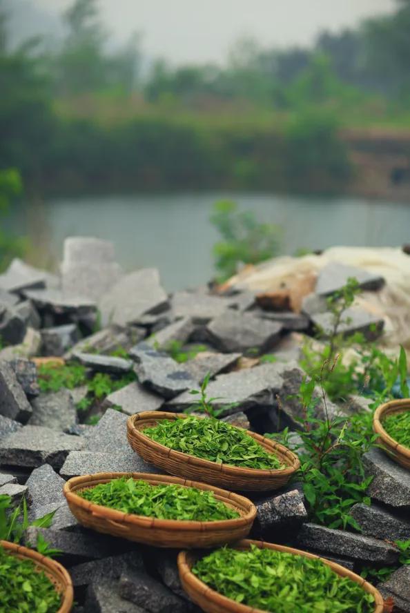 茶香醉人紫阳富硒茶(紫阳富硒绿茶价格)-硒宝网