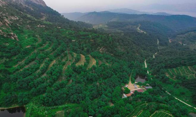 茶香醉人紫阳富硒茶(紫阳富硒绿茶价格)-硒宝网
