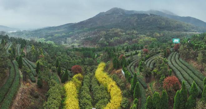 茶香醉人紫阳富硒茶(紫阳富硒绿茶价格)-硒宝网