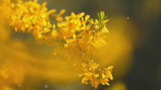 茶香醉人紫阳富硒茶(紫阳富硒绿茶价格)-硒宝网