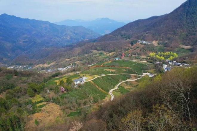 茶香醉人紫阳富硒茶(紫阳富硒绿茶价格)-硒宝网