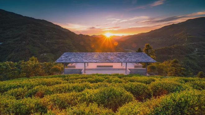 茶香醉人紫阳富硒茶(紫阳富硒绿茶价格)-硒宝网