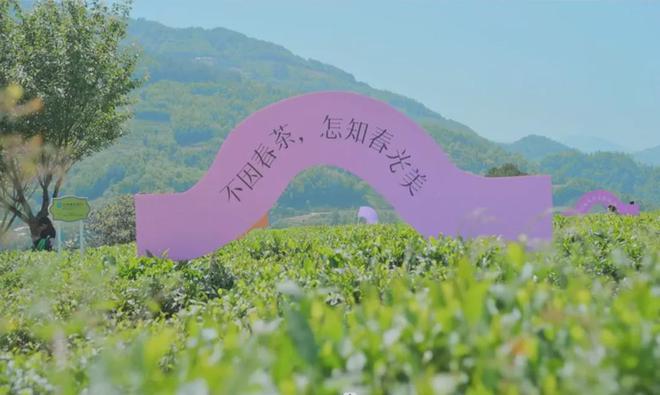 茶香醉人紫阳富硒茶(紫阳富硒绿茶价格)-硒宝网