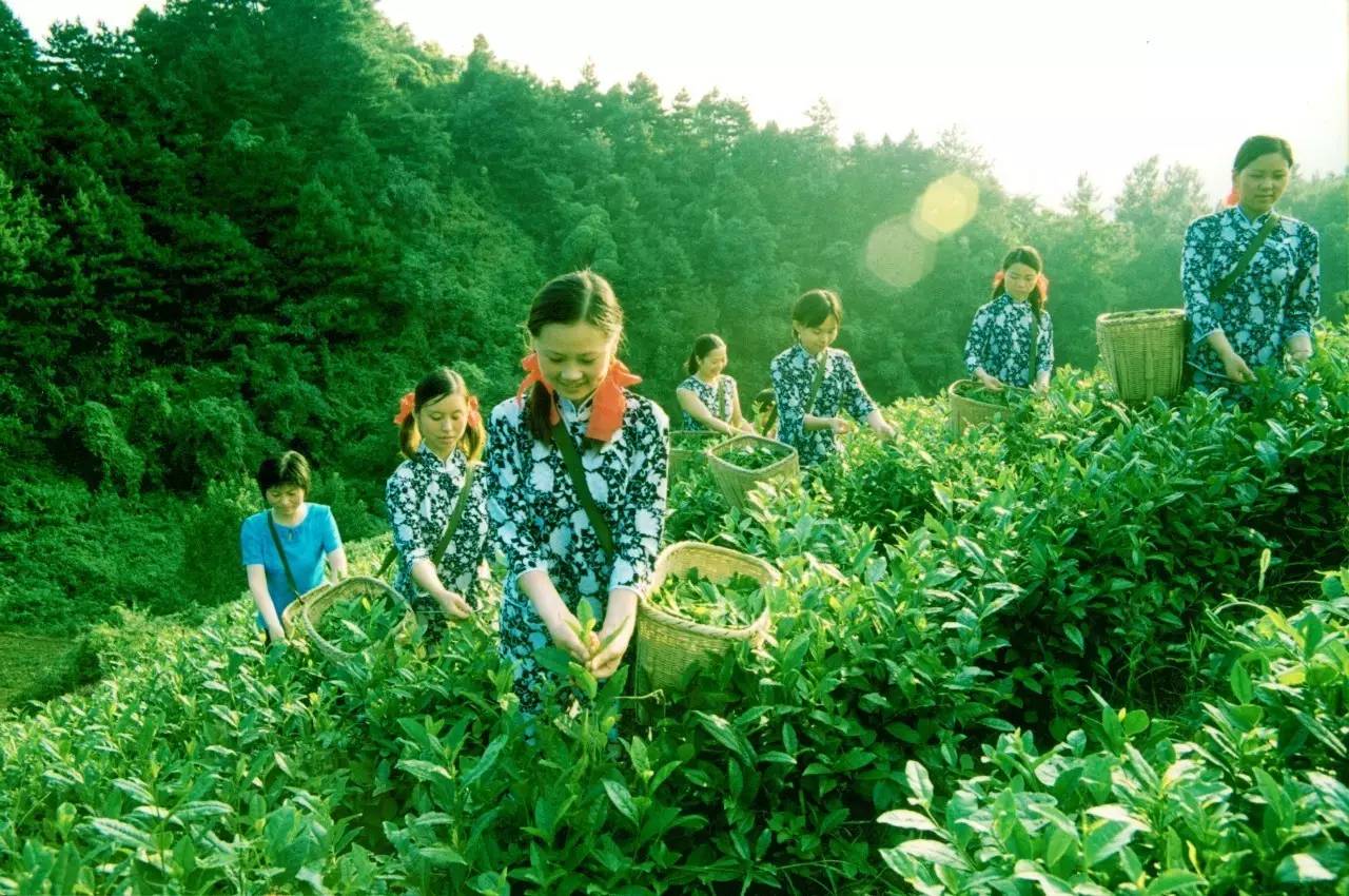 茶香醉人紫阳富硒茶(紫阳富硒茶茶树)-硒宝网