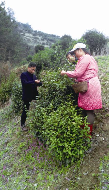 茶香醉人紫阳富硒茶(紫阳富硒茶茶树)-硒宝网