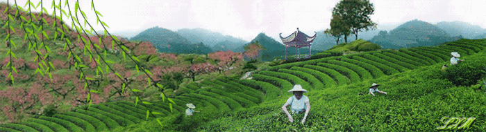 茶香醉人紫阳富硒茶(紫阳富硒茶茶树)-硒宝网