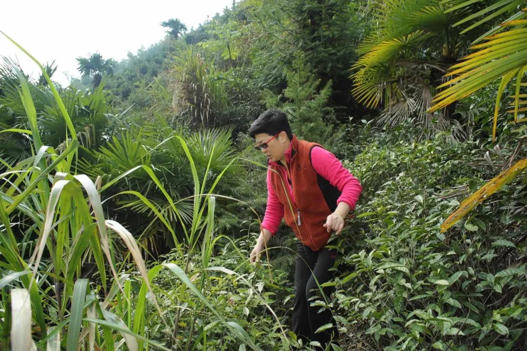 黄山富硒茶和歙县茶（黄山富硒乡）-硒宝网