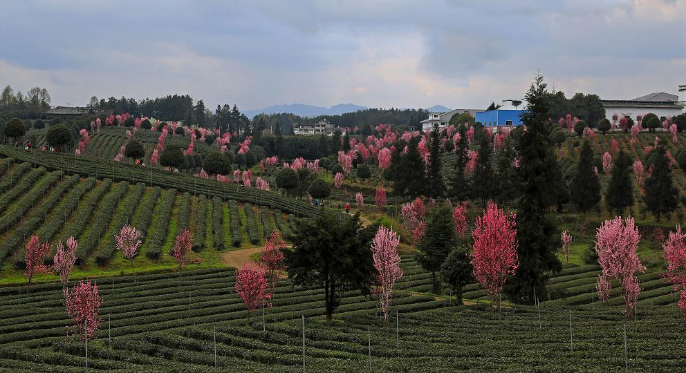 贵州凤冈富锌富硒茶(贵州凤冈锌硒茶价格)-硒宝网