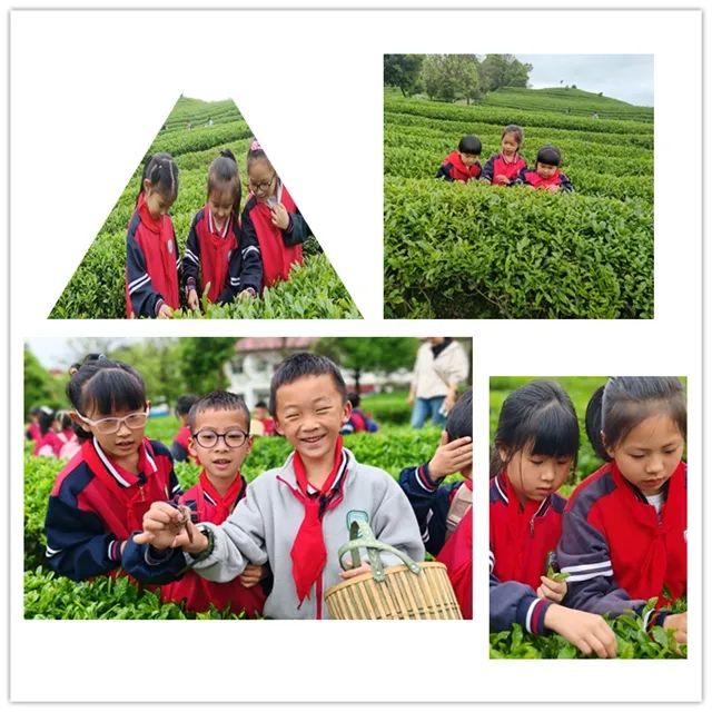 开阳富硒茶是什么茶(开阳富硒茶t6体验店)-硒宝网