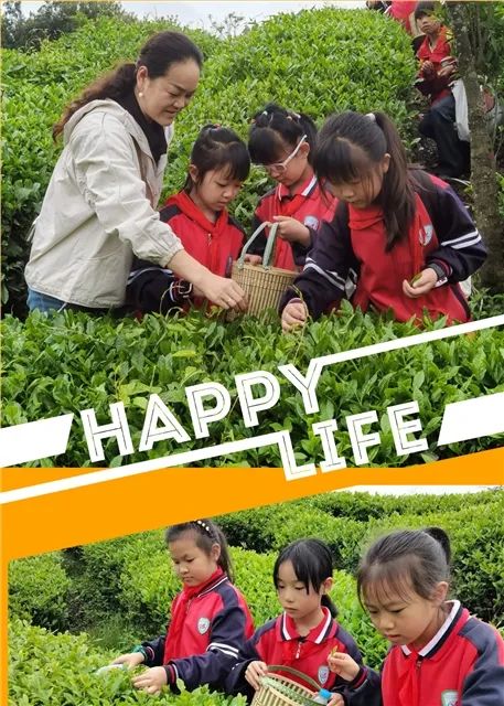 开阳富硒茶是什么茶(开阳富硒茶t6体验店)-硒宝网