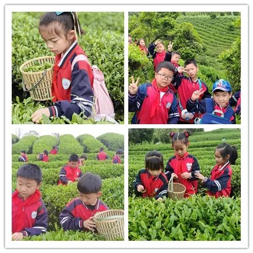 开阳富硒茶是什么茶(开阳富硒茶t6体验店)-硒宝网