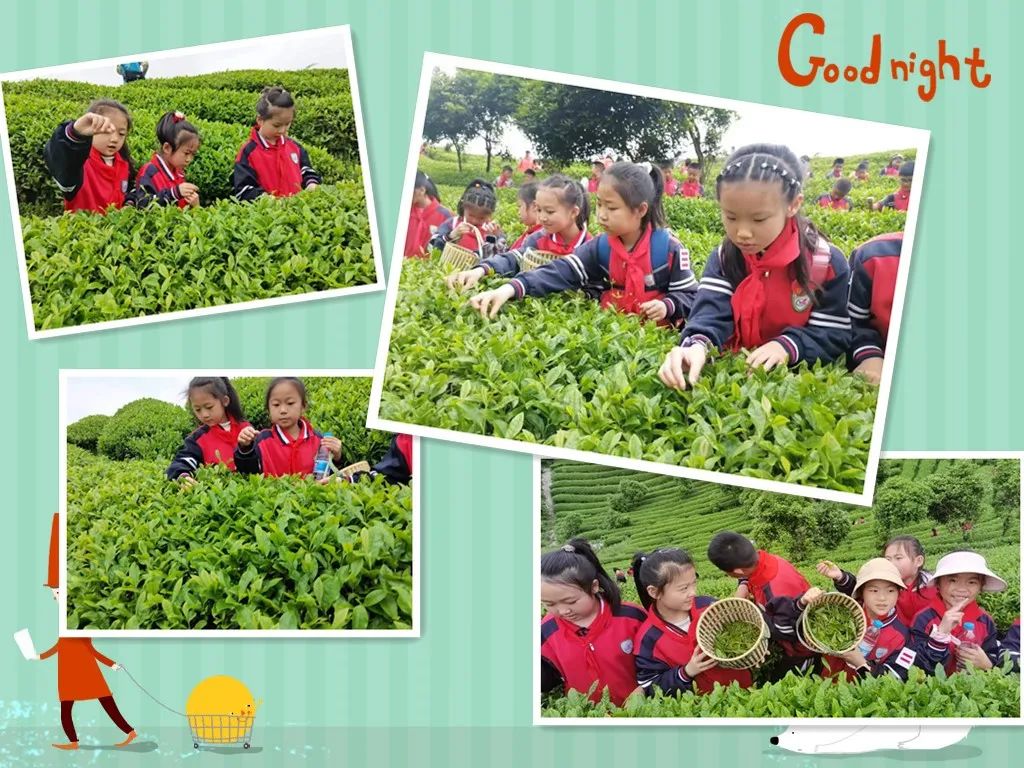 开阳富硒茶是什么茶(开阳富硒茶t6体验店)-硒宝网