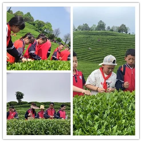 开阳富硒茶是什么茶(开阳富硒茶t6体验店)-硒宝网