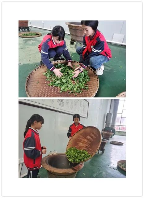 开阳富硒茶是什么茶(开阳富硒茶t6体验店)-硒宝网