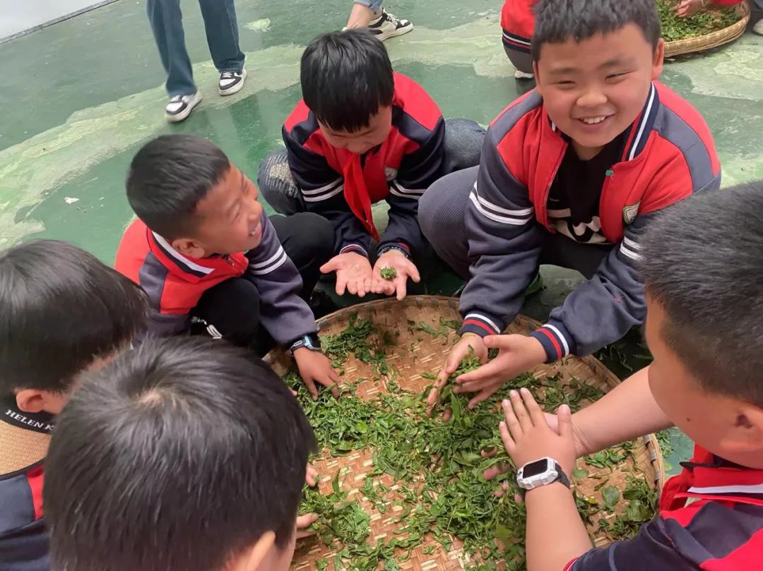 开阳富硒茶是什么茶(开阳富硒茶t6体验店)-硒宝网