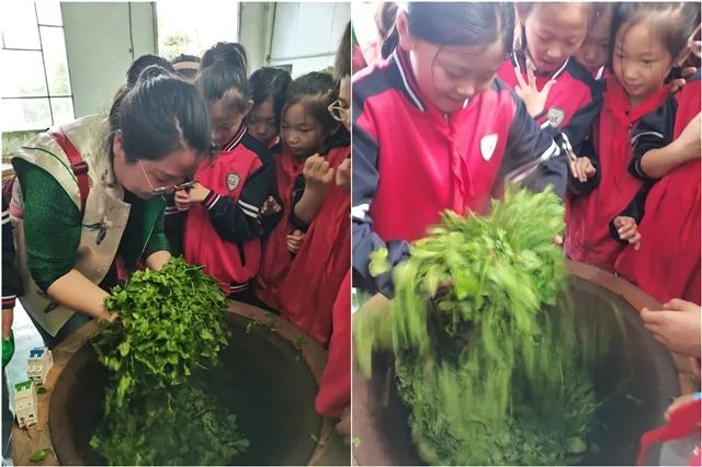 开阳富硒茶是什么茶(开阳富硒茶t6体验店)-硒宝网