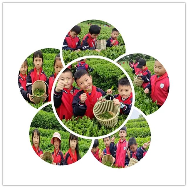 开阳富硒茶是什么茶(开阳富硒茶t6体验店)-硒宝网