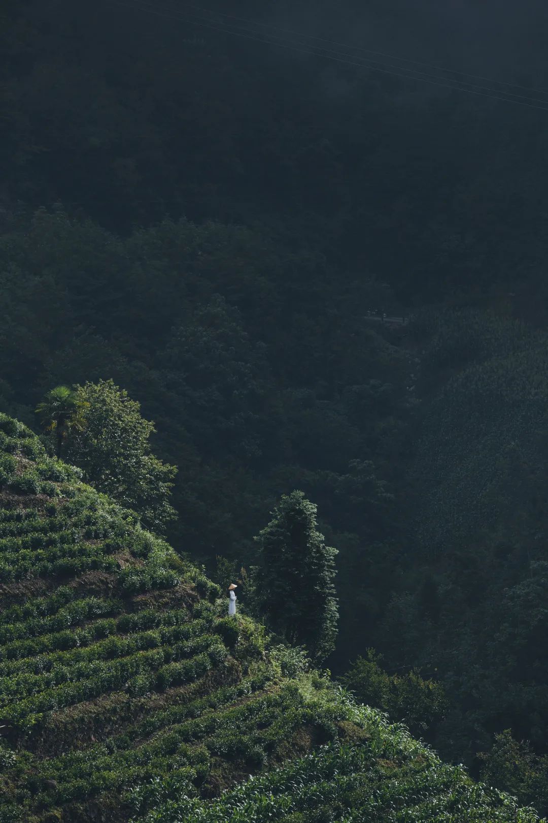 茶香醉人紫阳富硒茶（紫阳富硒茶多少钱一斤）-硒宝网