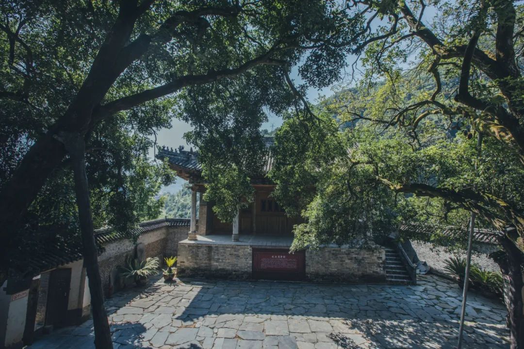 茶香醉人紫阳富硒茶（紫阳富硒茶多少钱一斤）-硒宝网