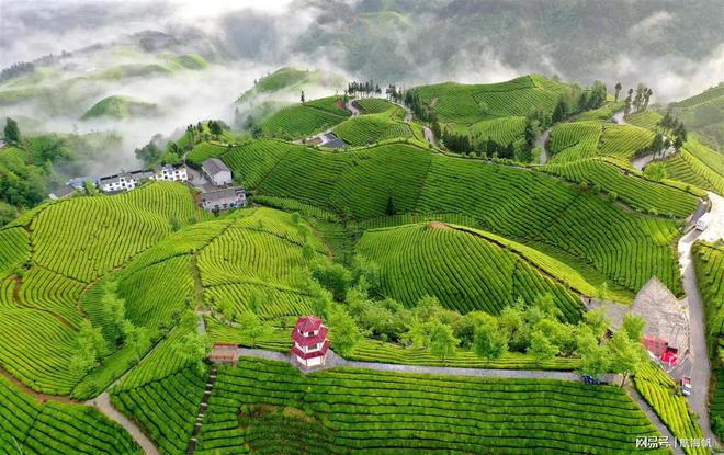 湖北富硒茶是什么茶(湖北富硒茶多少钱一斤)-硒宝网