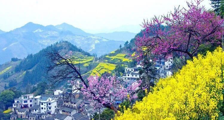 黄山富硒茶和歙县茶（黄山歙县茶叶）-硒宝网