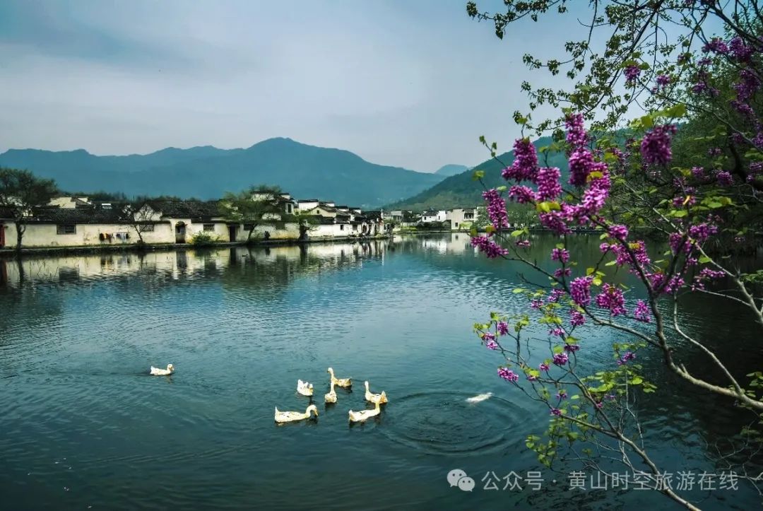 黄山富硒茶和歙县茶（黄山歙县茶叶）-硒宝网