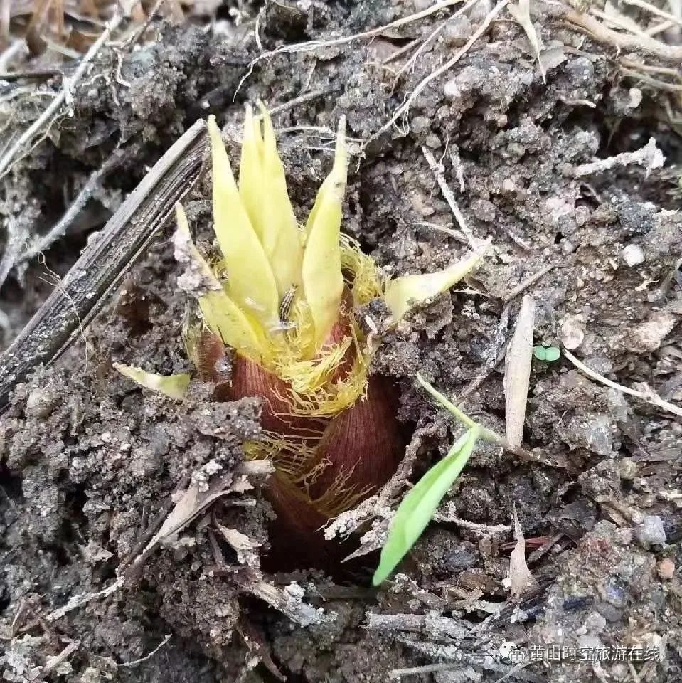 黄山富硒茶和歙县茶（黄山歙县茶叶）-硒宝网