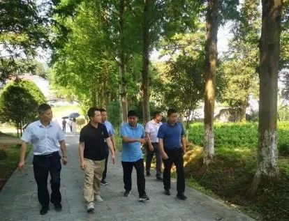 富硒黄金茶是什么茶(茶黄金富硒是什么味道)-硒宝网