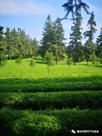 富硒黄金茶是什么茶(茶黄金富硒是什么味道)-硒宝网