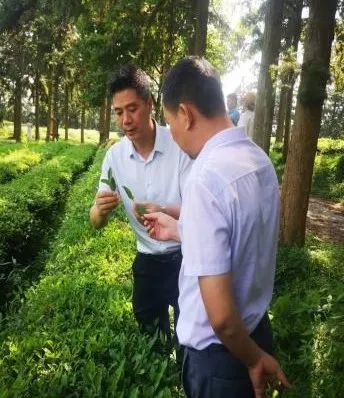 富硒黄金茶是什么茶(茶黄金富硒是什么味道)-硒宝网