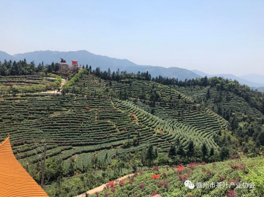 富硒黄金茶是什么茶(茶黄金富硒是什么味道)-硒宝网