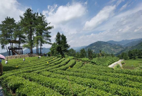 富硒生态茶是什么茶(茶叶富硒)-硒宝网