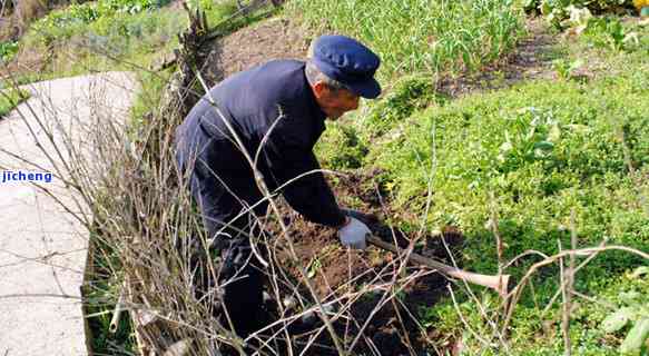 毅林富硒村石台硒茶（石台硒茶有什么功效）-硒宝网