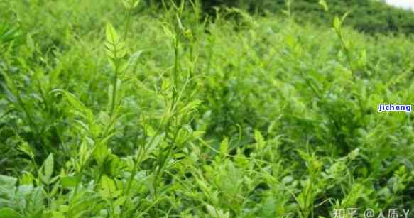 富硒藤茶搭配什么茶(茶搭配富硒藤茶好吗)-硒宝网