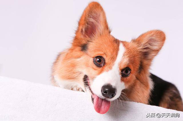 狗狗微量元素怎么补充(狗狗微量补充元素是什么)-硒宝网