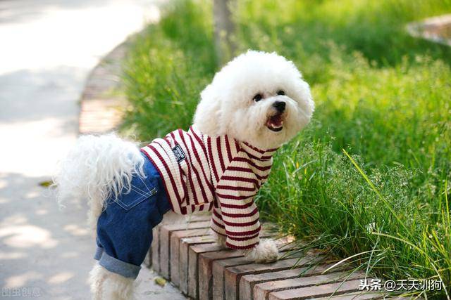 狗狗微量元素怎么补充(狗狗微量补充元素是什么)-硒宝网