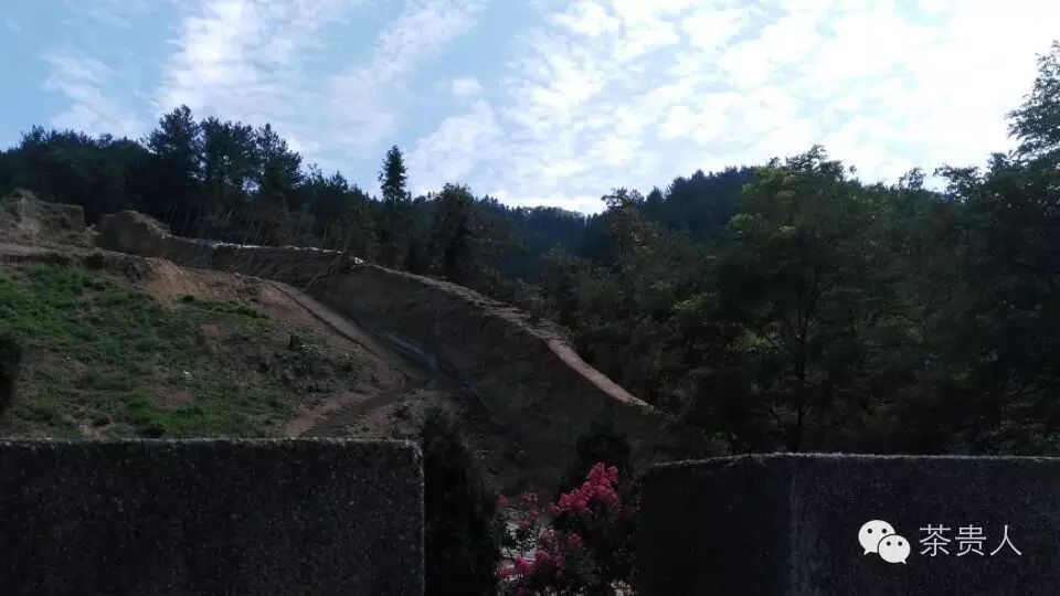 平利女娲茶是富硒茶(平利富硒茶的功效)-硒宝网