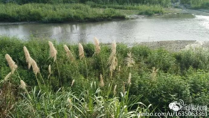 平利女娲茶是富硒茶(平利富硒茶的功效)-硒宝网