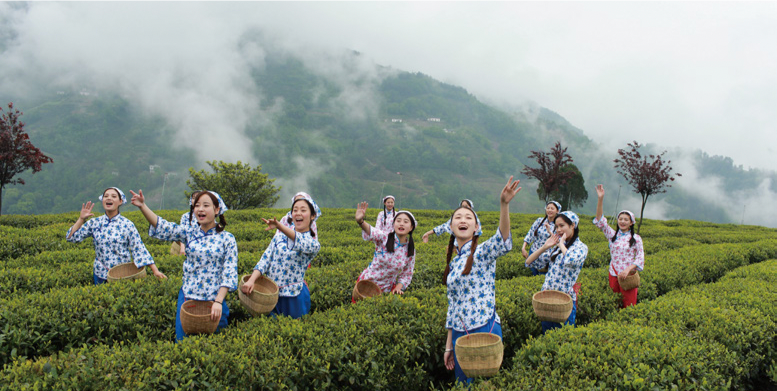 紫阳富硒茶的含硒量(紫阳富硒茶泡出来什么颜色)-硒宝网
