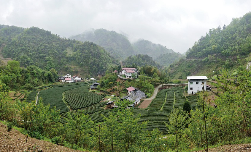 紫阳富硒茶的含硒量(紫阳富硒茶泡出来什么颜色)-硒宝网