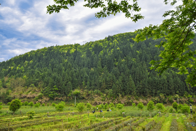 石台富硒茶是什么茶（石台硒茶多少钱）-硒宝网