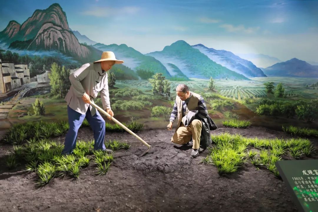 石台富硒茶是什么茶（石台硒茶多少钱）-硒宝网